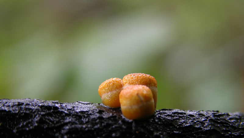 Crucibulum laeve (Huds.) Kambly